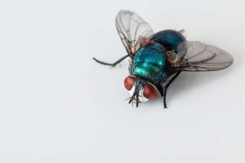 Blowfly Blue Bottle Fly Insect Pest Bug Ugly