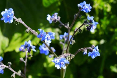 Blue Flowers Nature Blossom Summer Floral Garden