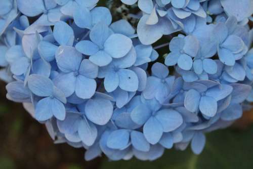 Blue Petal Flowers Garden