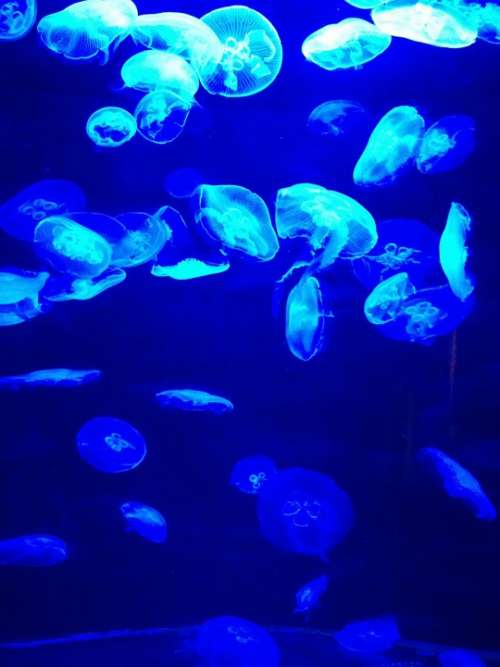 Blue Jellyfish Water Sea Fish Marine Ocean