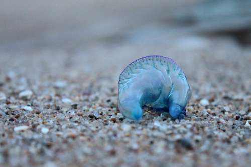 Blue Bottle Jellyfish Animal Nature Invertebrate