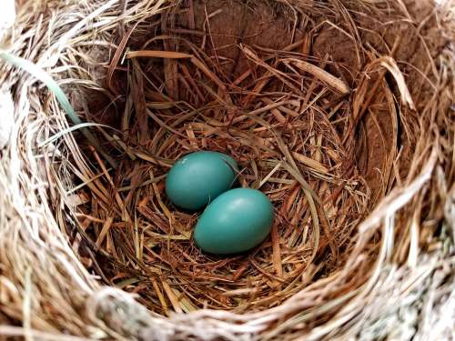 Blue Eggs Robin Nest