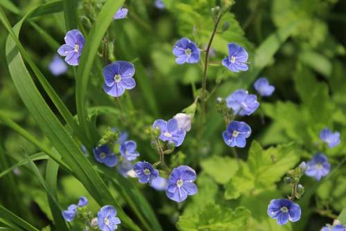 Blue Flowers Veronica Dubravnaya Nature Green Grass