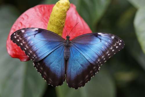 Blue Morpho Butterfly Rainforest Morpho Peleides