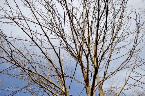 Blue Sky Beautiful Fresh Pattern Landscape