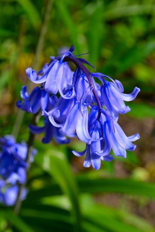 Bluebell Flowers Season Beautiful Blue Purple