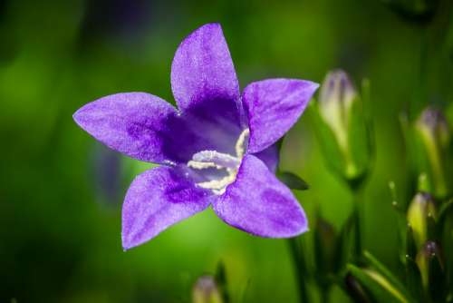 Bluebells Campanula Portenschlagiana