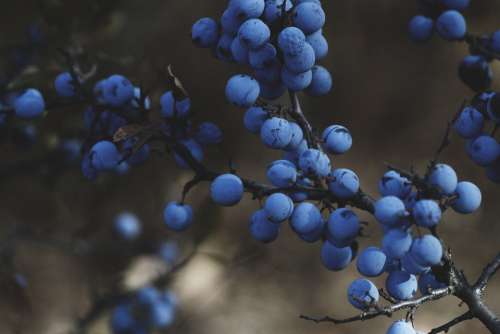 Blueberries Vine Fruit Food Fresh Sweet Ripe