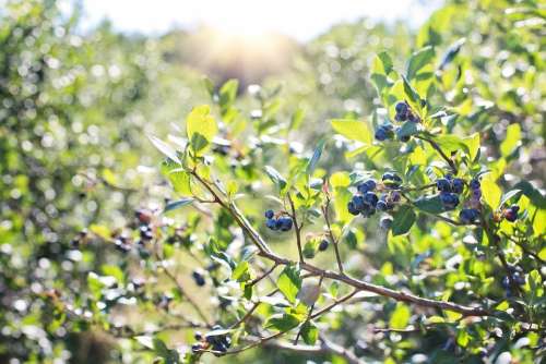 Blueberries Bush Nature Blueberry Berry Healthy