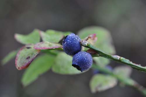 Blueberry Blue Berries Berries Fruits Blue