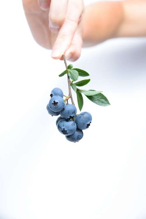 Blueberry Fruit Blue Twig Food Berries Delicious