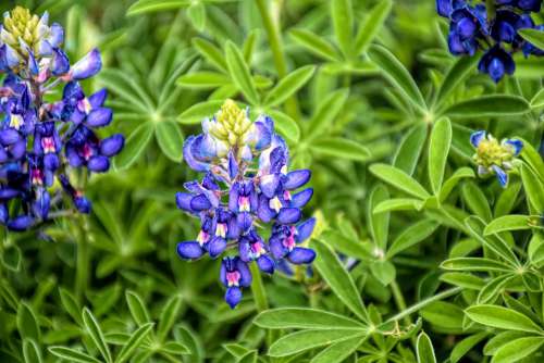 Bluebonnet Wildflower Texas Flower Field Spring