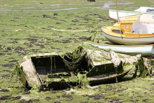 Boat Wreck Algae Sad