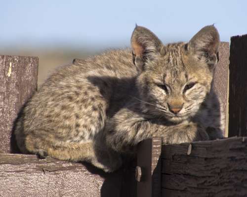 Bobcat Kitten Young Lynx Wildlife Predator Nature