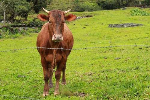 Boi Horns Cattle Animal Mammal Ruminal Rural
