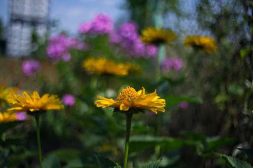 Bokeh Flower Flowers Spring Garden