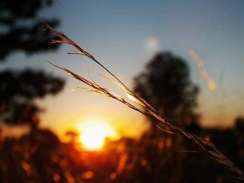 Bokeh Focus Macro Grass Sky Field Sunset Dawn