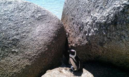 Bolders Beach South Africa Beach Penguin Cape Town