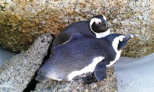 Bolders Beach Penguins South Africa Beach Bay