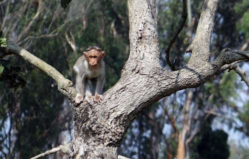 Bonnet Macaque Baby Fauna Wild Wildlife Animal