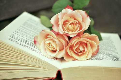 Book Book Pages Read Roses Romantic Literature
