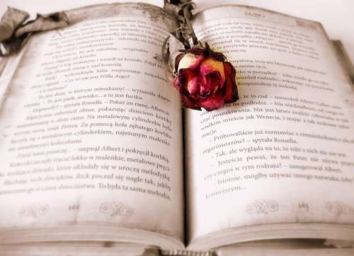 Book Reading Love Story Story Roman Novel Rose