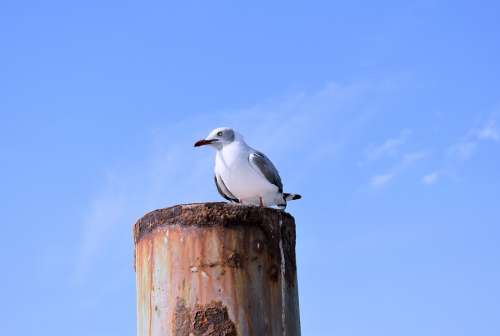 Born Paracas Peru Seagull Paracas Views