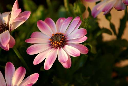 Bornholm Marguerite Marguerite Pink