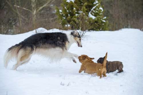 Borzoi Russian Greyhound Greyhound Dog Animals