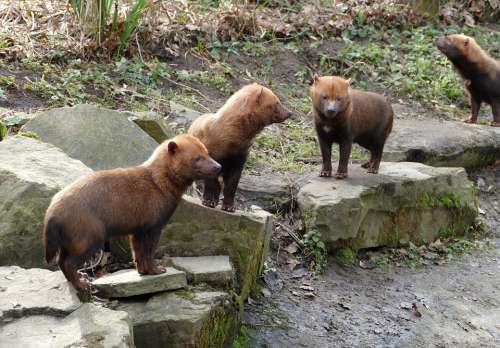 Boshond Dog South America Animal Mammal Hondachtig