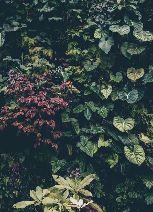 Botanical Shrub Bush Ivy Leaves Color Decoration