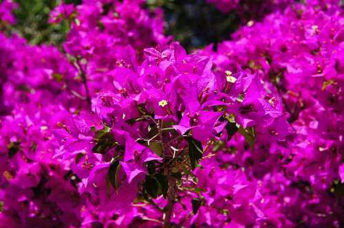 Bougainvillea Flowers Purple