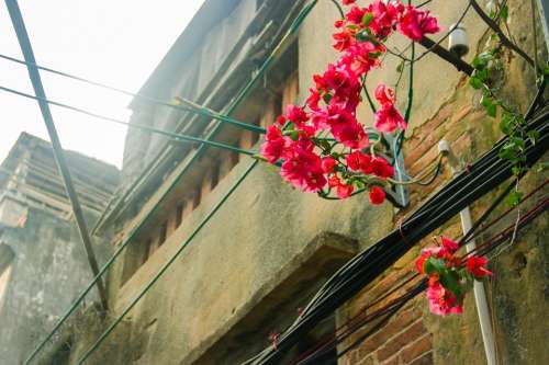 Bougainvillea Street View Street Point Lining