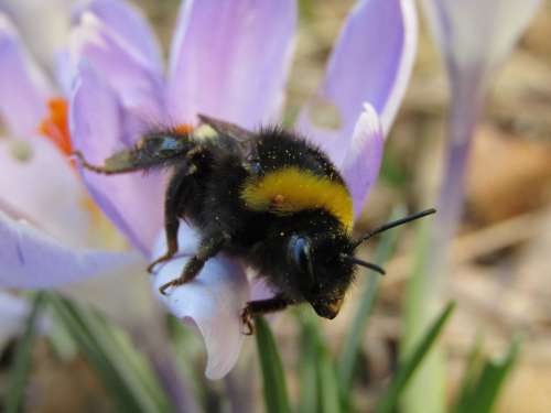 Bourdon Hymenoptera Purple Flower Pollen Head