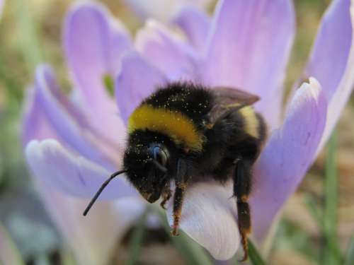 Bourdon Hymenoptera Purple Flower Pollen Head