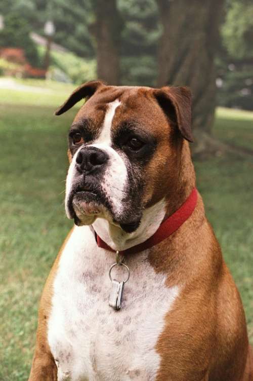 Boxer Dog Canine Animal Pet Brown White Domestic