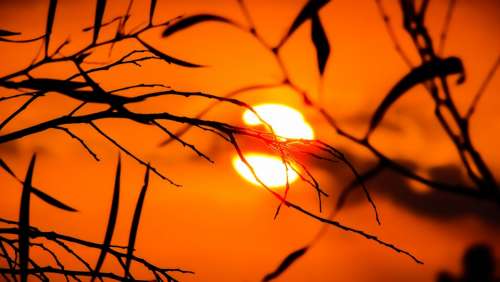 Branch Sunset Nature Sunlight Evening Silhouettes