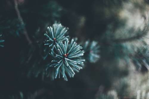 Branch Christmas Close-Up Conifer Evergreen Fir