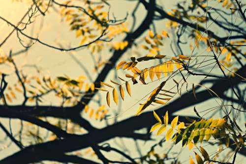 Branch Walnut Tree Leaves Foliage Autumn Colors