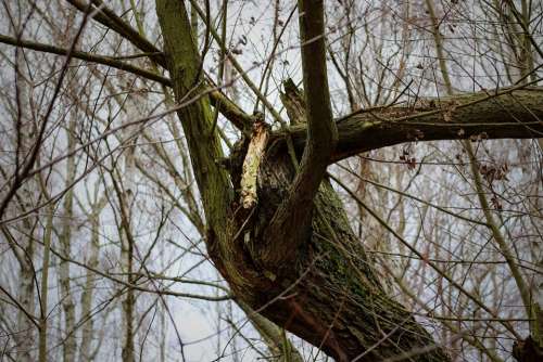 Branch Aesthetic Astgabelung Tree Log Shrubs Wood