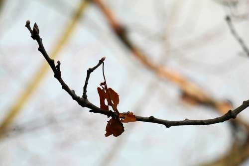 Branch Leaf Autumn Oak Leaves Oak Branch