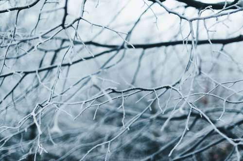Branches Tree Cold Frost Outdoors Snow Winter