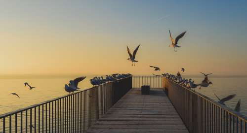 Bridge Birds Sunrise Landscape Aurora Seagulls