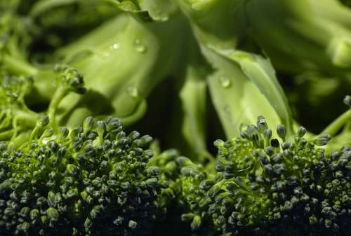 Broccoli Organic Food Vegetable Green