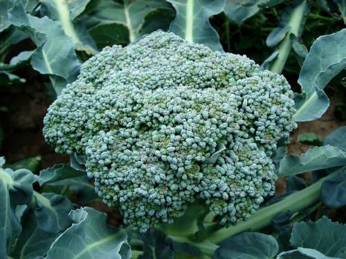 Broccoli Plant Green Food Organic Natural