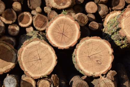 Brown Log Wood Trunks Nature Tribe Firewood Bark