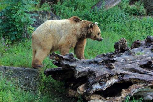 Brown Bear Bear Wild Animal