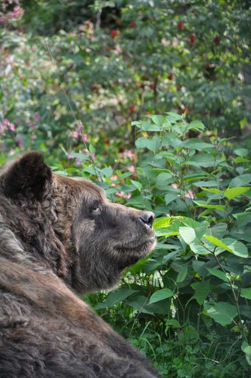 Brown Bear Bear Animal Forest Fur Grizzly