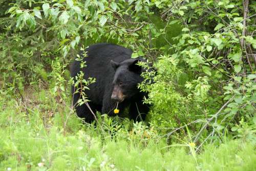Brown Bear Canada National Park