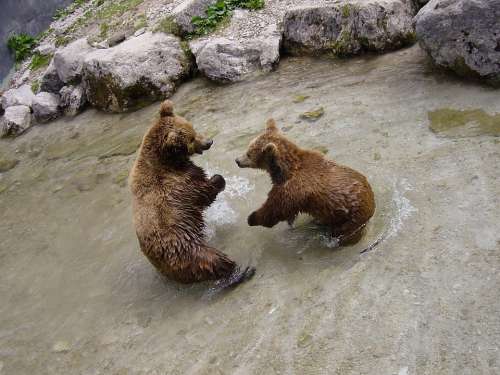 Brown Bears Bear Animal Zoo Animal World Snout